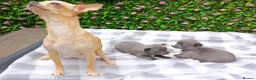 Chihuahua dogs for sale: STUNNING LITTLE PUPS KC REG 2 GIRLS  - Advert 4