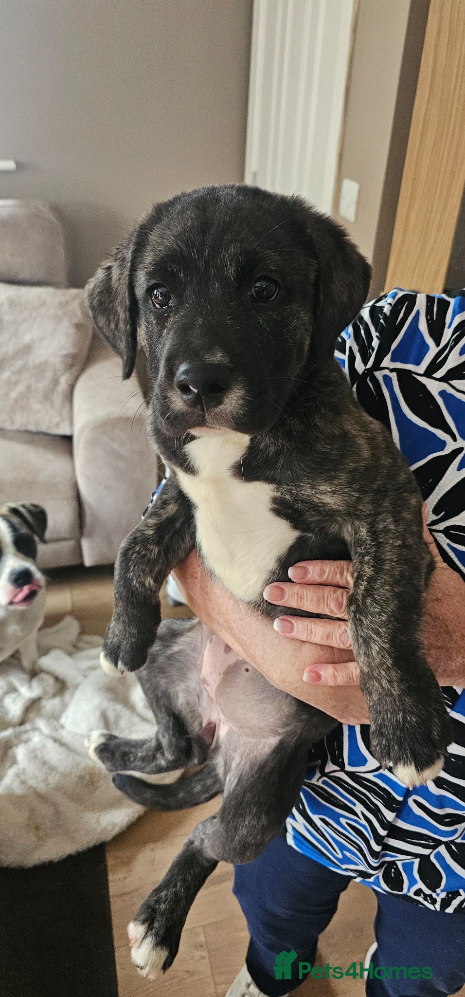 Mixed Breed dogs Beautiful bella - Advert 3