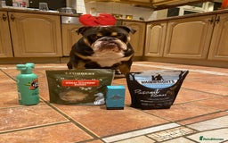 English Bulldog dogs for stud: Exclusive Tri-Colour Chocolate English Bulldog  - Image 21