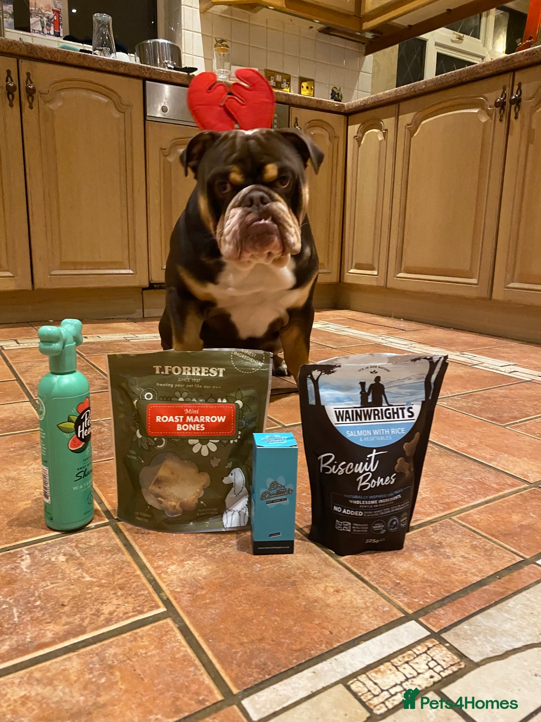 English Bulldog dogs for stud: Exclusive Tri-Colour Chocolate English Bulldog  - Image 21