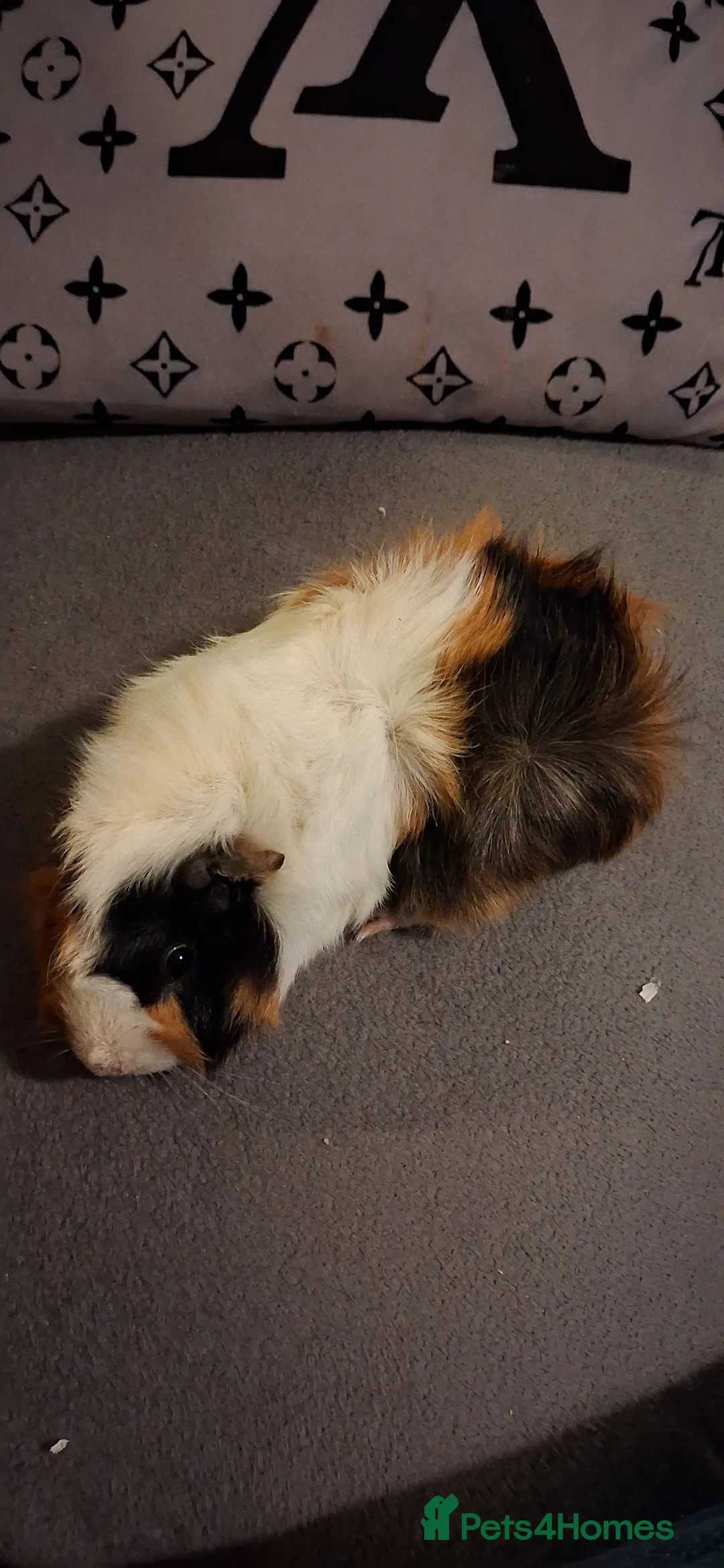 Guinea Pig rodents for sale: Baby boys and 1 girl now reduced as 12 eeeks - Advert 1