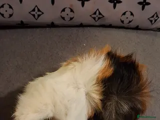 Guinea Pig rodents Baby boys and 1 girl now reduced as 12 eeeks - Advert 1