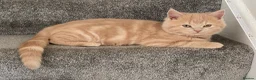 British Shorthair cats for sale: British short hair  in Nottingham - Advert 1
