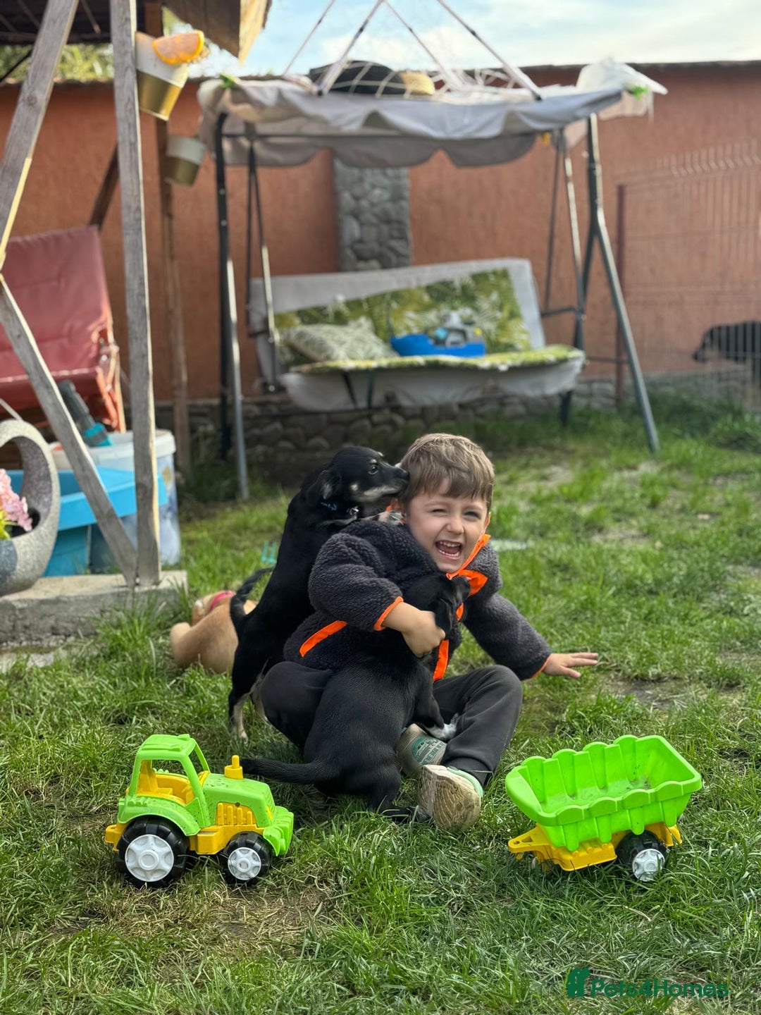 Mixed Breed dogs for adoption: OBI - a Lovely little young boy for a Loving Home - Advert 14