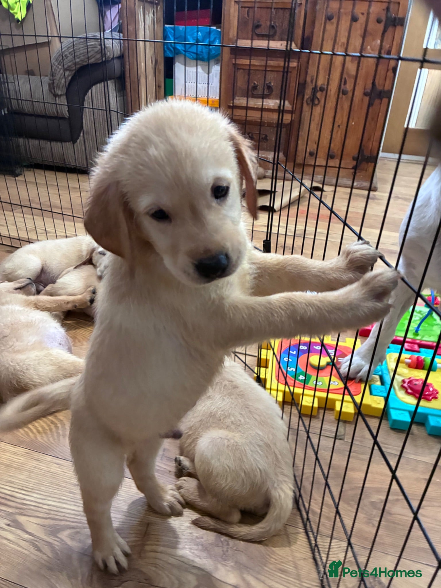 Goldador dogs Labrador x golden retriever ( goldador) - Advert 17