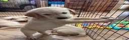 Goldador dogs for sale: Labrador x golden retriever ( goldador) - Advert 3