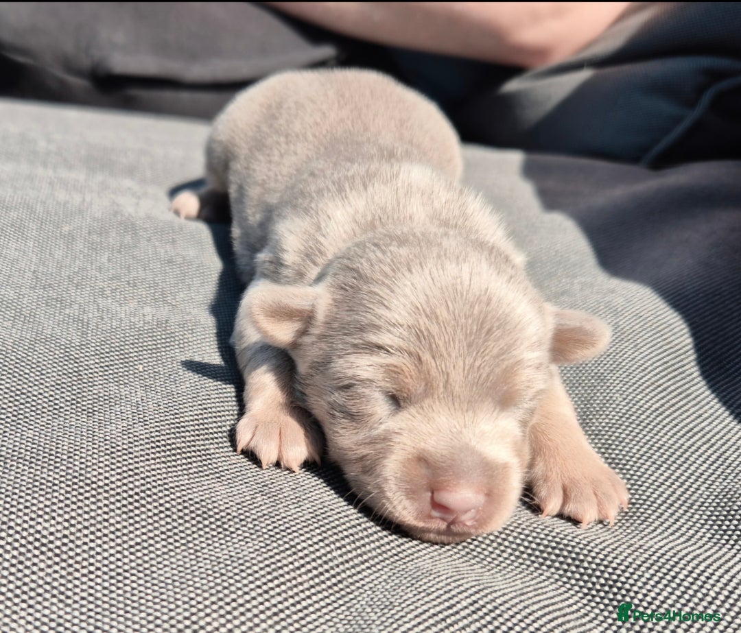 Jack Russell dogs for sale: Miniature Lilac & Blue Jack Russell puppies  - Image 7