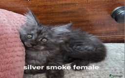 Maine Coon cats for sale: Maine coon  - Image 5
