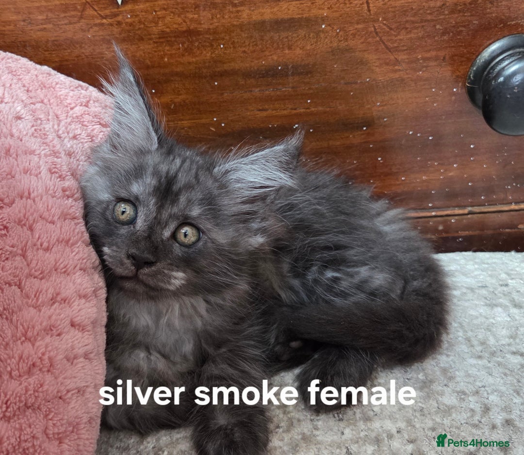 Maine Coon cats for sale: Maine coon  - Image 5