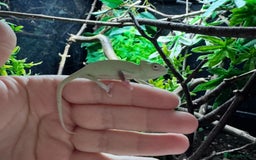 Gecko reptiles for sale: Lizards for rehome  - few to choose from  in Nottingham - Image 3