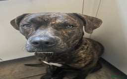 Mixed Breed dogs for sale: For sale rehomingCane corso cross female - Image 5