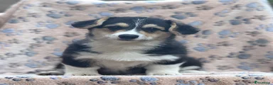 Welsh Corgi Pembroke 3