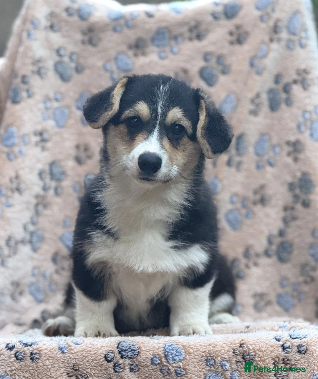 Welsh Corgi Pembroke dogs for sale: Quality Corgi pups waiting lovely homes - Advert 1
