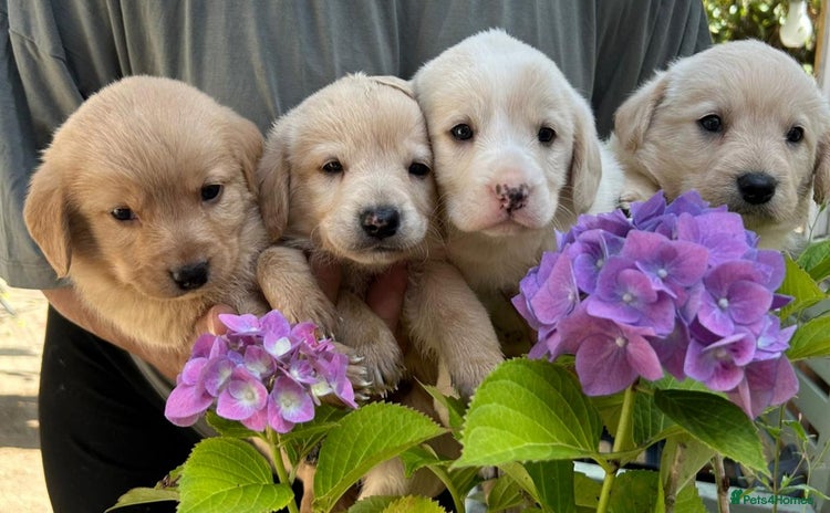 Labradoodle dogs - Advert 1