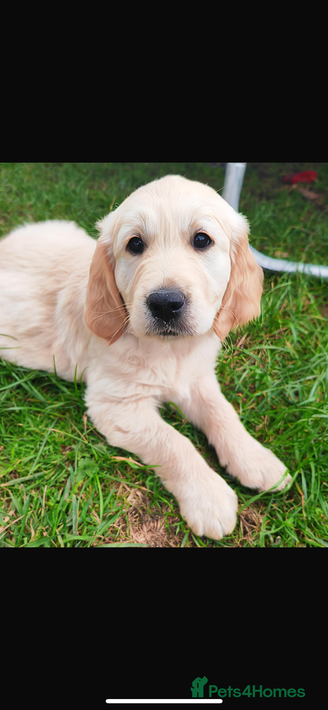 Golden Retriever dogs for stud: Proven Gorgeous Stud Dog - Image 24