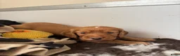 Cocker Spaniel dogs for sale: Lovley golden kc cocker bitch pup  - Advert 5