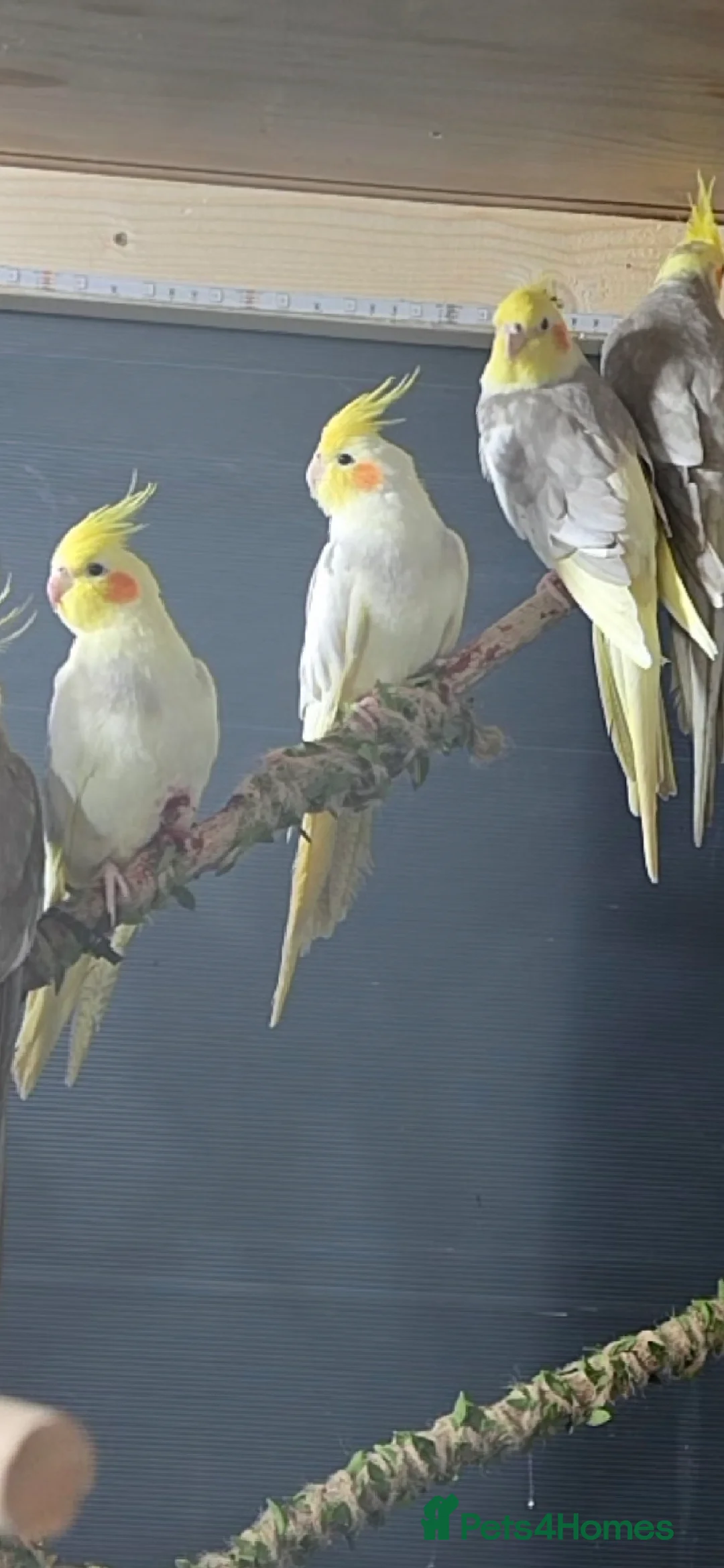 Cockatiels birds for sale: Cockatiels  in Lee-on-the-Solent - Advert 1