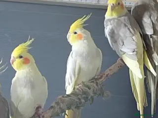Cockatiels birds Cockatiels - Advert 2