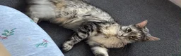 Maine Coon cats for sale: TICA ACTIVE Registered Maine Coon - Advert 2