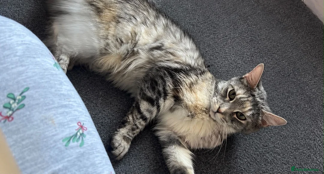 Maine Coon cats for sale: TICA ACTIVE Registered Maine Coon - Advert 2