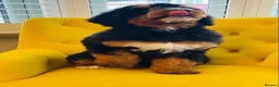 Bernedoodle dogs for sale: Bernadoodle puppies for sale - 2 boys 1 girl in Romford - Advert 9