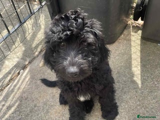 Mixed Breed dogs - Advert 4