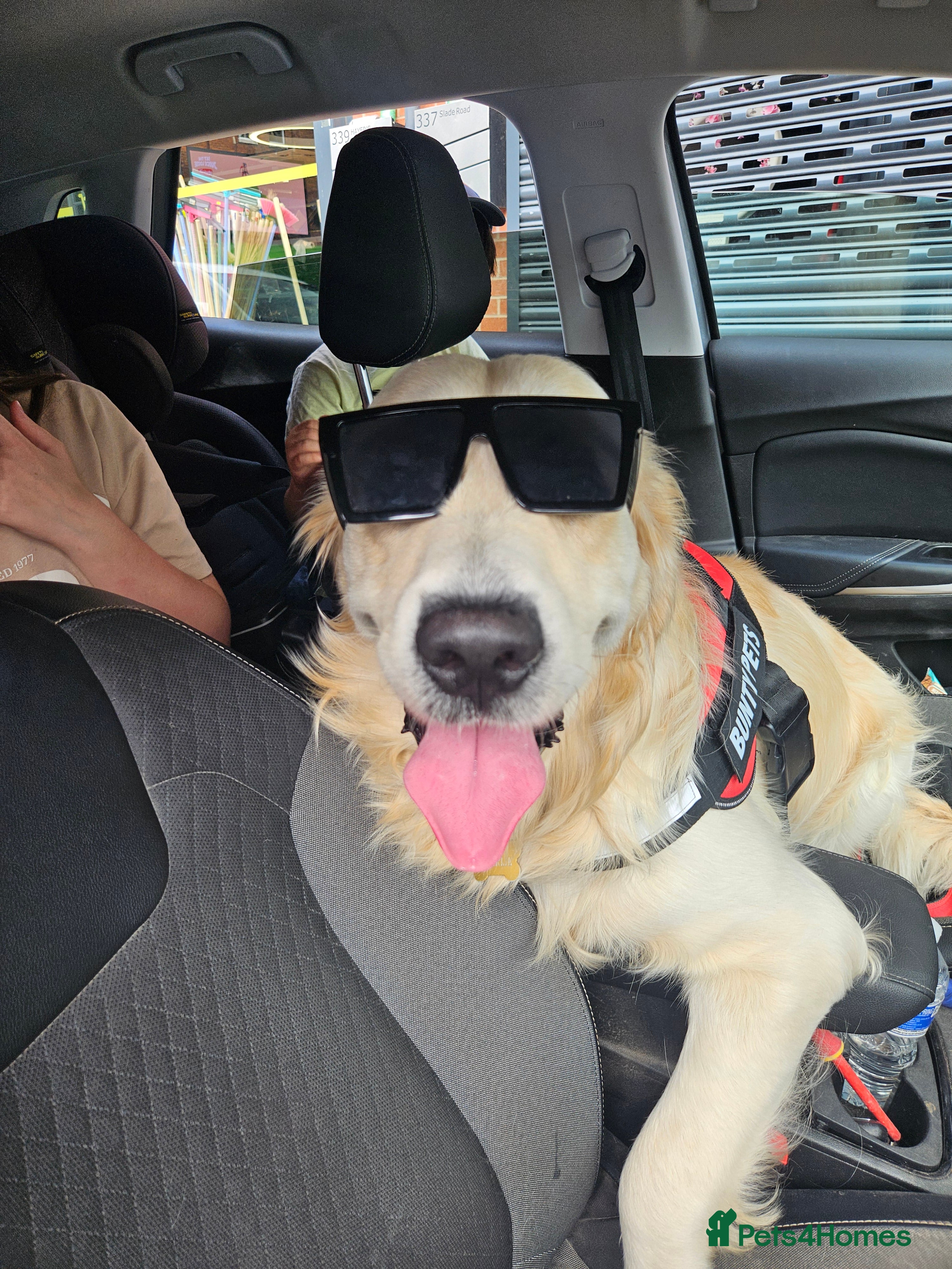 Golden Retriever dogs Mr charlie - Advert 6