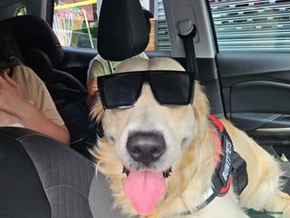 Golden Retriever dogs for sale: Mr charlie - Advert 1