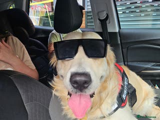 Golden Retriever dogs Mr charlie - Advert 19