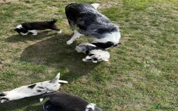 Border Collie dogs for sale: Ready to Leave Border Collie Puppies  - Image 6