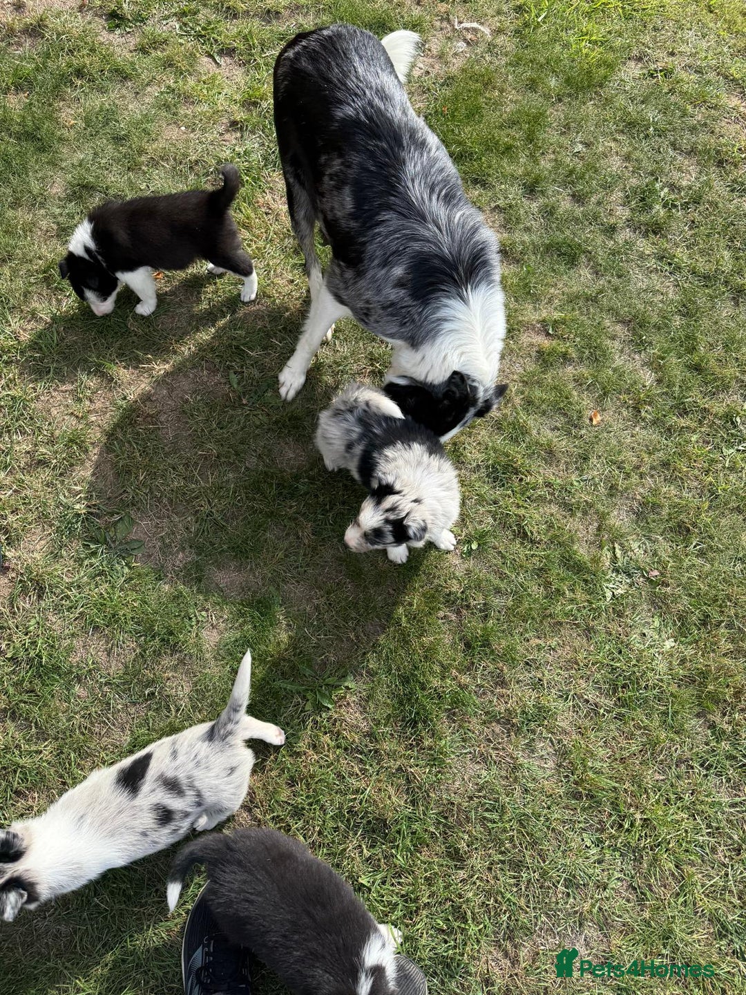 Border Collie dogs for sale: Ready to Leave Border Collie Puppies  - Image 6