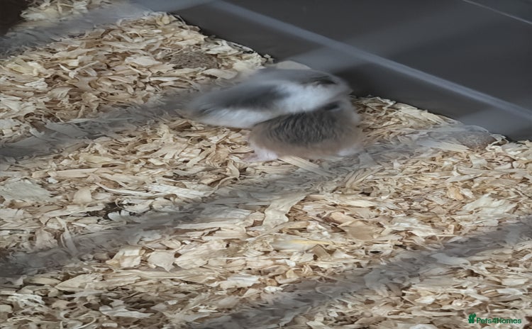 Hamster rodents - Advert 6