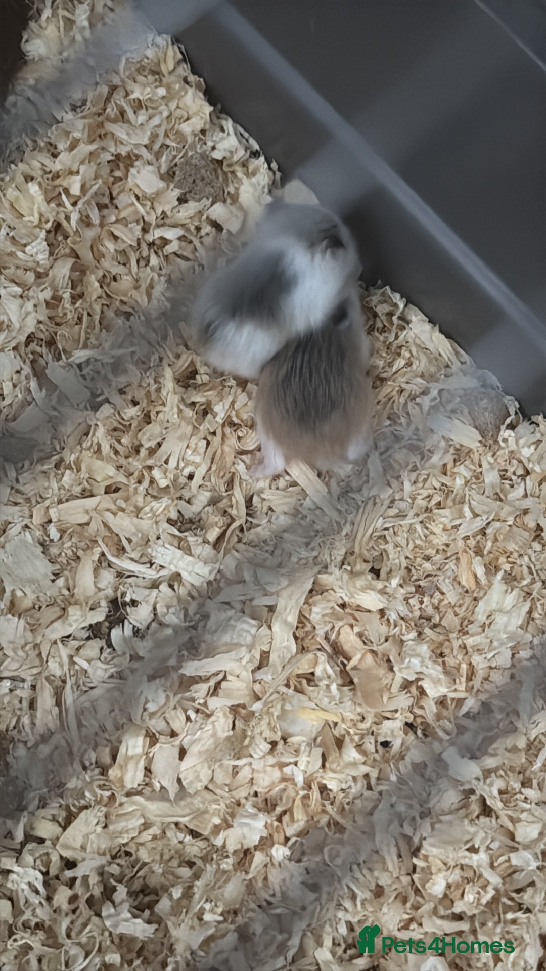 Hamster rodents for sale: Roborovski dwarf hamster - Image 1