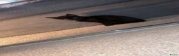 Mixed Breed cats for sale: 4 kittens  - Advert 25