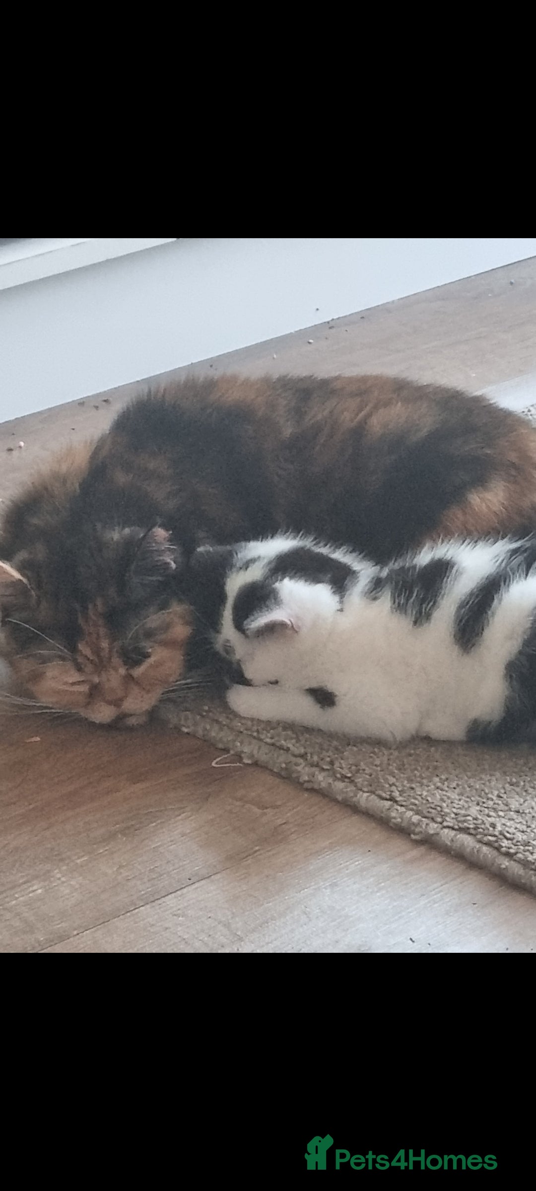 Mixed Breed cats for sale: Kittens  - Image 1