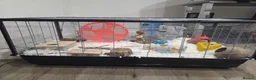 Hamster rodents for sale: Female syrian hamster and all supplies in Shoreham-by-Sea - Advert 4