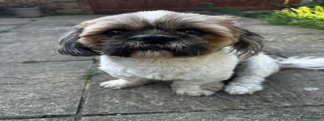 Ollie