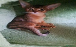 Abyssinian cats for sale: 5✨TICA Beautiful Abyssinian Kittens - Image 7