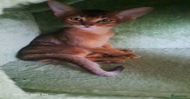 Abyssinian cats - Advert 13