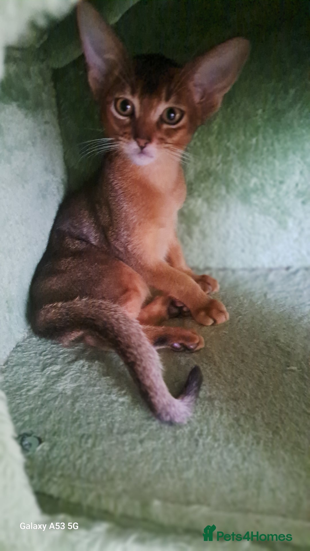 Abyssinian cats for sale: 5✨TICA Beautiful Abyssinian Kittens - Image 7