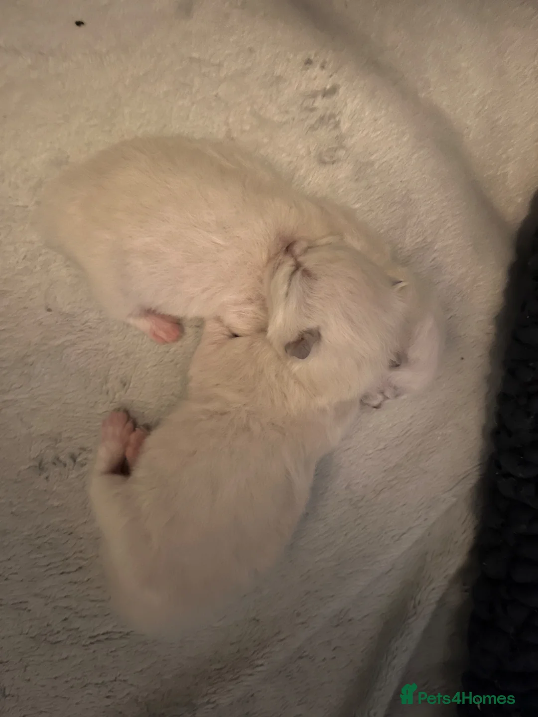 Ragdoll cats for sale: Ragdoll kittens  - Advert 8