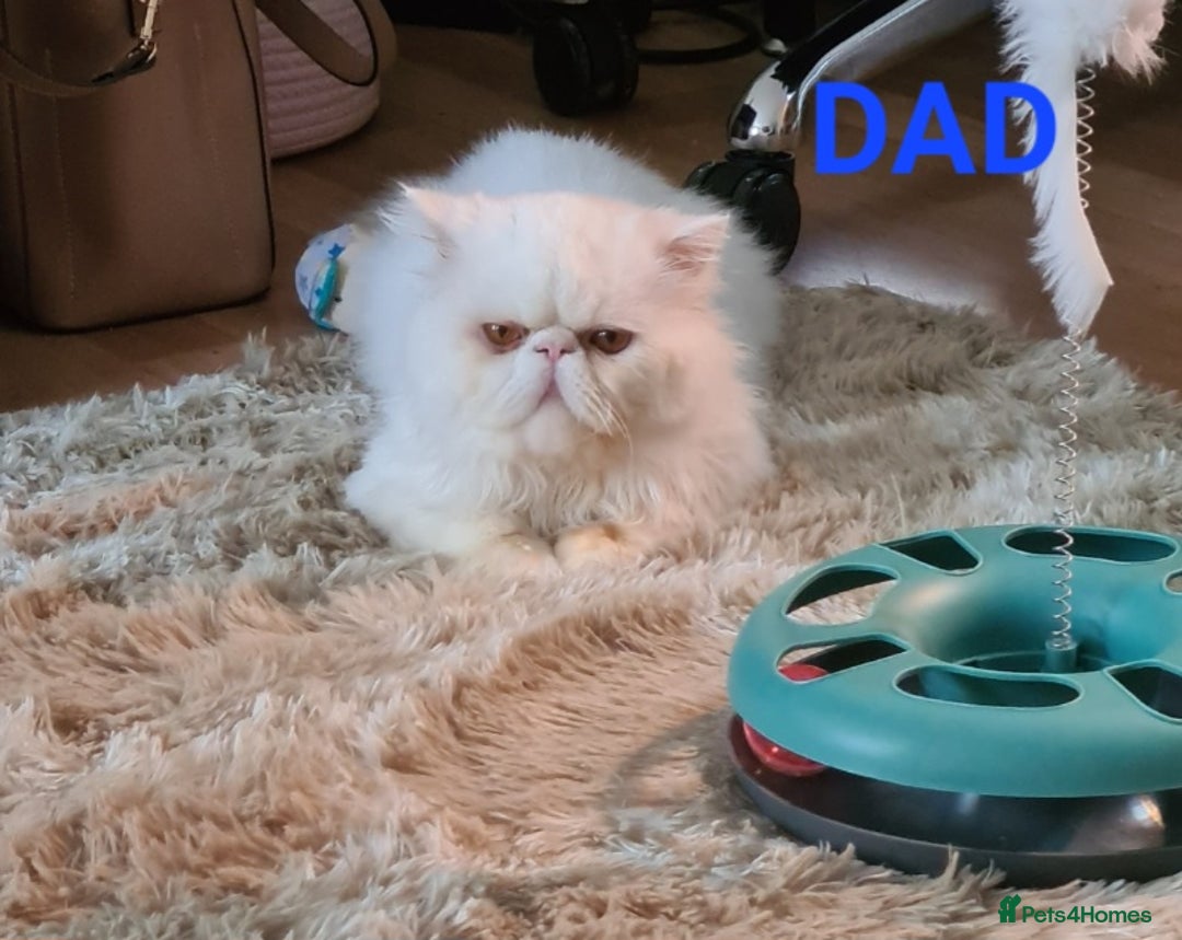 Persian cats for sale: Beautiful Persian X BSH Kittens  - Image 5