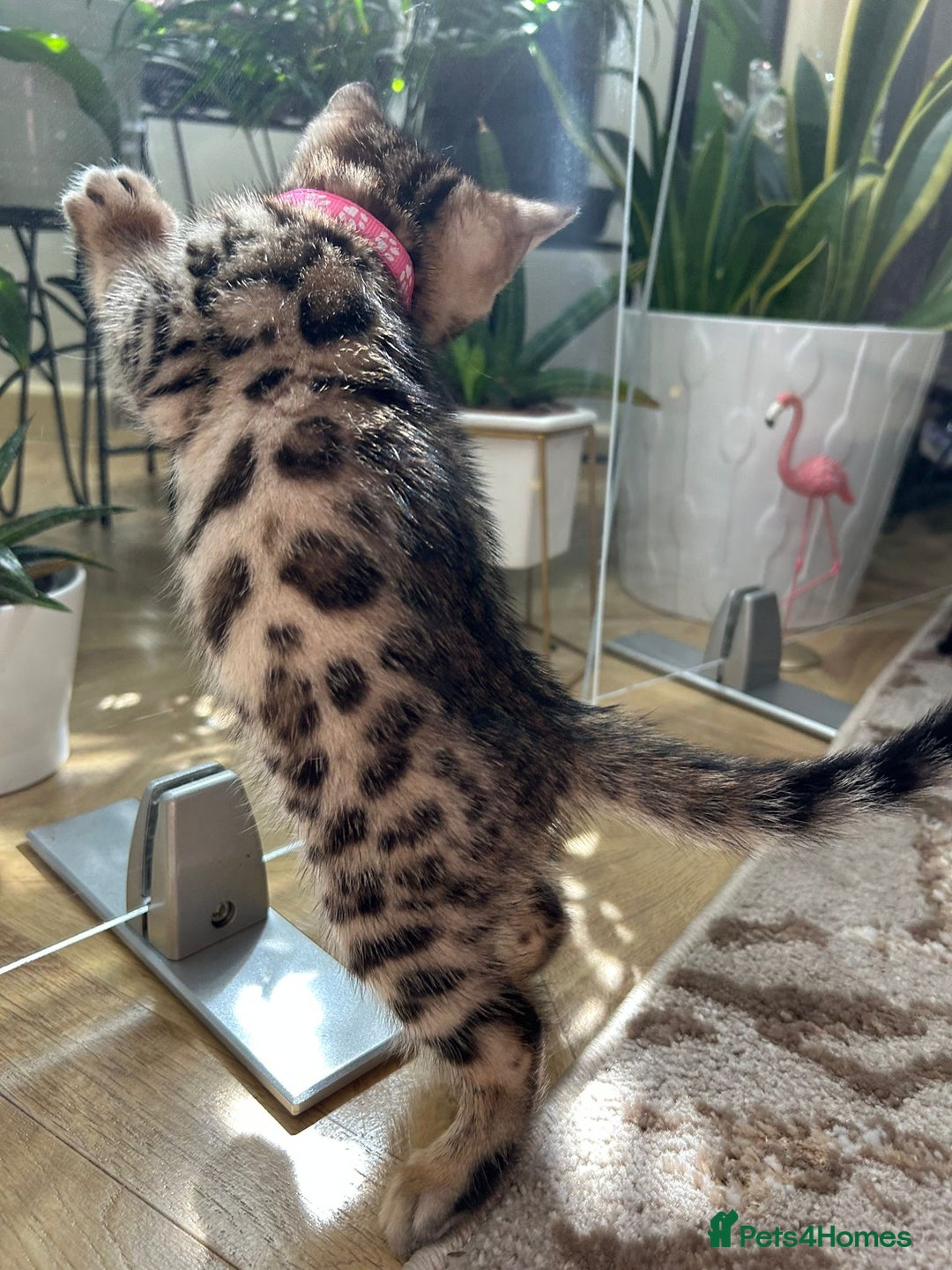 Bengal cats for sale: ❤️ Gorgeous Pure Bengal Kittens Available ❤️ - Image 30