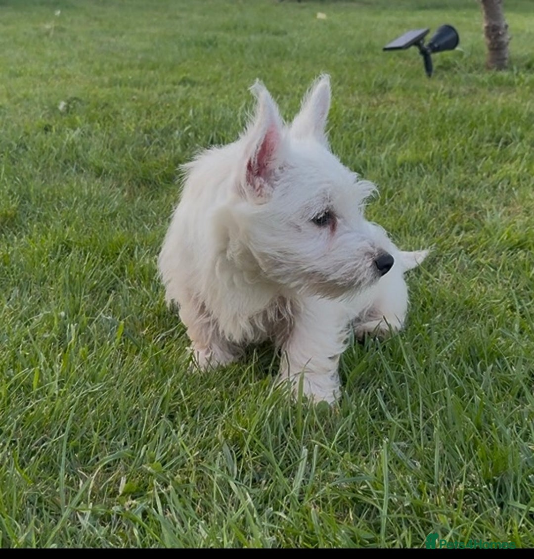 West Highland Terrier dogs for sale: West Highland Terrier pups Dad show lines - Image 5