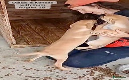 Mixed Breed dogs for adoption: Kansas, 6 mnths approx Available for adoption  - Image 4