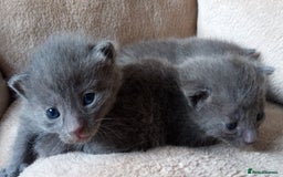 Russian Blue cats for sale: Russian Blue Kittens - 2 Boys left - Image 12