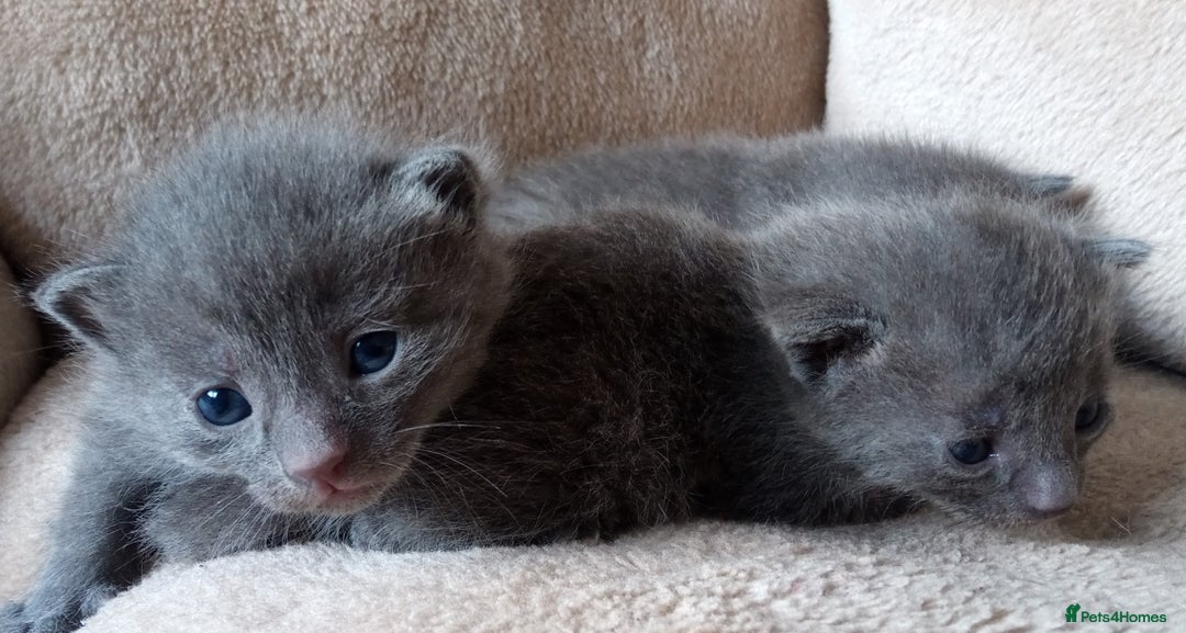 Russian Blue cats for sale: Russian Blue Kittens - 2 Boys left - Image 12