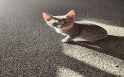 Mixed Breed cats for sale: Kittens  - Image 8