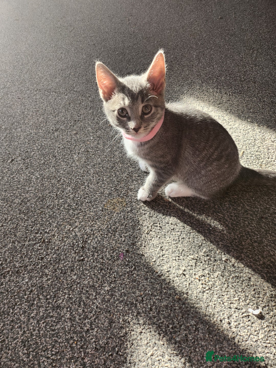 Mixed Breed cats for sale: Kittens  - Image 8