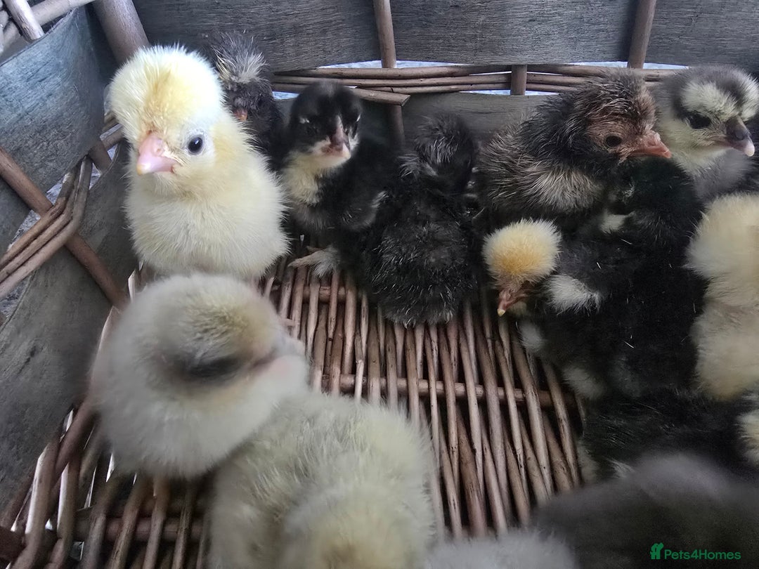 Chickens poultry for sale: Pekin Bantam & Polish chicks - Image 6